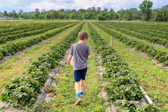 niño en camisa gris caminando sobre el campo de hierba verde