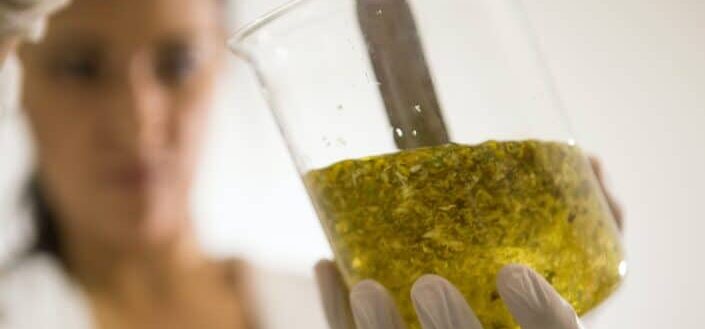 Arnica solution / ointment formulation.
